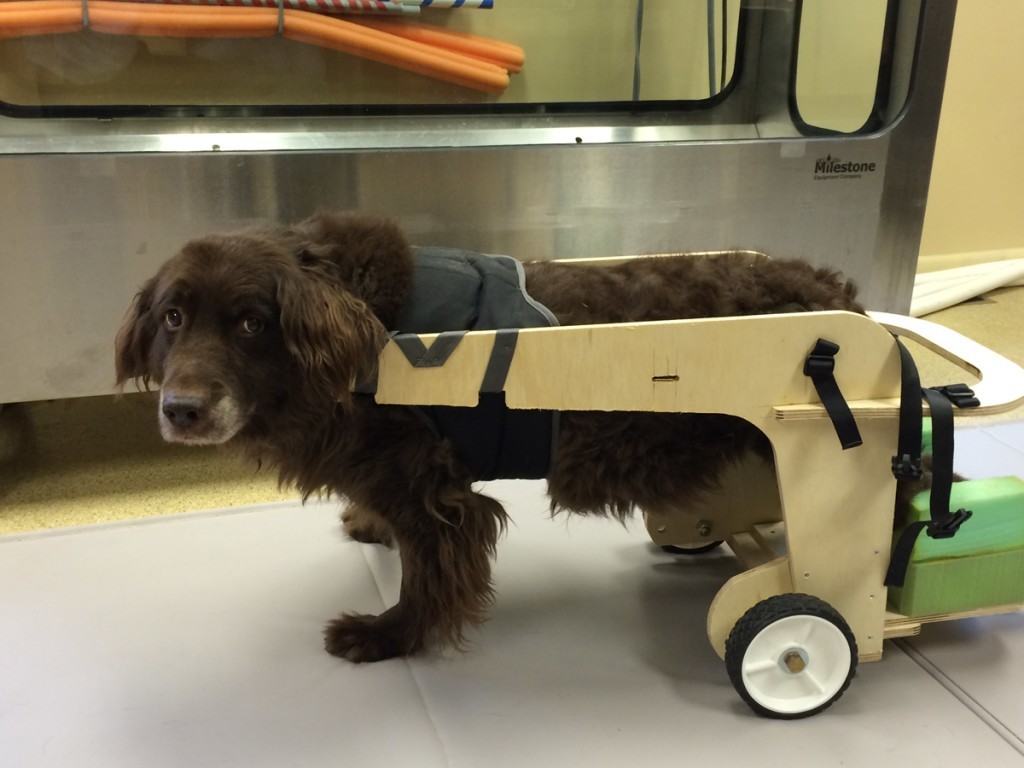 A brown fluffy dog named coco getting used to her new wheel chair