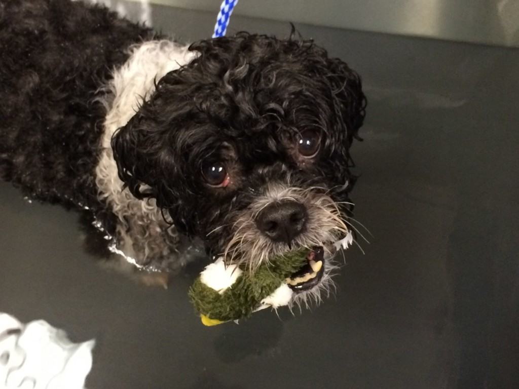 A black and white curly haired dog named Harley in the middle of a bath with a green toy in his mouth