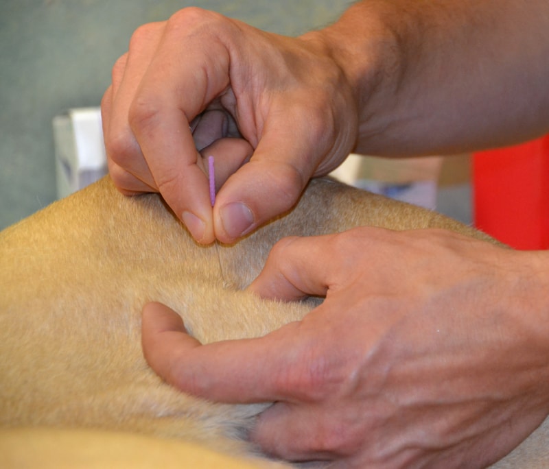 A close up of a vet placing an acupuncture needle