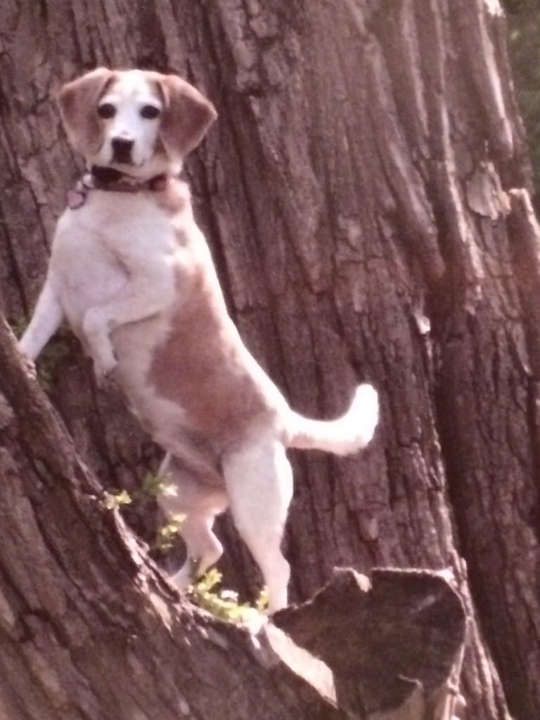 A brown and white Beagle named Sally standing in a tree