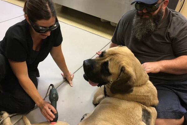 A large beige and black mastiff named Mandy receiving laser therapy from a vet while her owner sits with her
