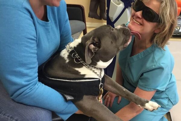 A large grey and white pittbull named Hank receiving laser therapy from Dr. Susanne white assisted by his owner. Hank is giving Susanne licks