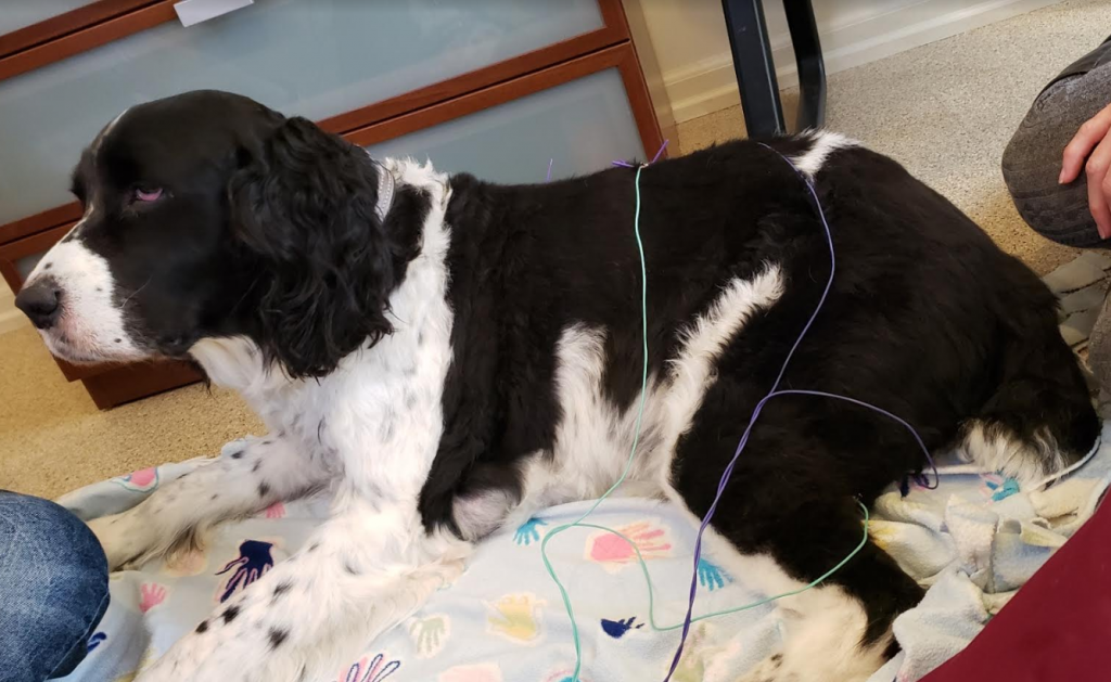 A fluffy black and white dog named Ryder getting acupuncture