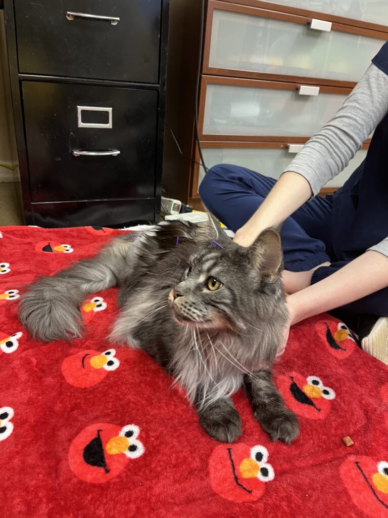 Zeus a long haired grey cat receiving acupuncture while on his red Elmo blanket